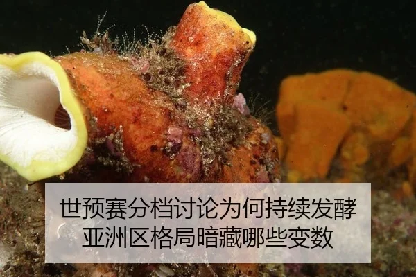 世预赛分档讨论为何持续发酵 亚洲区格局暗藏哪些变数